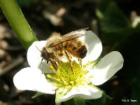 Murarka na truskawce 3